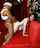 interracial bbc white girl