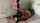 strapon pegging femdom