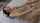japanese jav blowjob