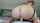 amateur camgirl dildo