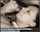 camgirl amateur teen