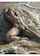 model camgirl shaved