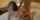 asian doggystyle threesome