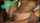 ebony squirt missionary