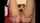 kitchen jav threesome