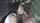 brunette amateur blowjob