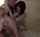 brunette blowjob shaved