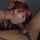 catpetitkelly redhead blowjob