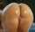 big butt shaved pussy doggy