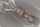 vibrated oiled orgasm