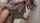 asian japanese jav