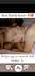 bed blonde doggy style