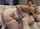 blonde curvy stockings