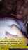 ebony lesbians hot