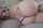 camgirl pussy ass