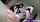 asian lesbian face fetiche