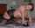 bbc mature stockings