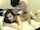 webcam camgirl couple