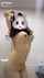 tiktok asian big boobs