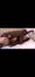 bed interracial bbc