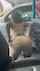 amateur ebony twerking