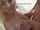 titfuck blonde big tits