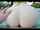 big tits big ass blowjob