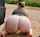 pawg huge ass ass