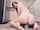 cam girl amateur brunette