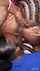 lesbians lesbian licking