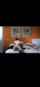 bed riding amateur