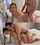 asian big tits doggy