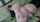 rosemary rabbit solo dildo