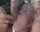 threesome blowjob ball licking