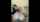camgirl brunette amateur