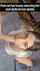 blowjob kneeling brunette
