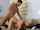big tit big boob cumshot