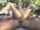 four some anal outdoor