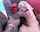 interracial blowjob bbc