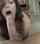 blowjob pov brunette