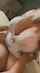 big tits blonde ameture