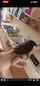 kitchen brunette doggy