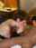 redhead bbc blowjob