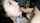 asian blowjob cumshot