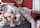 blonde blowjob tattoed blonde