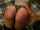big butt spank ass