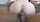 bbc interracial creampie