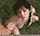 outdoor cumshot handjob