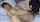 jav japanese fc2