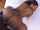 ebony big ass big cock